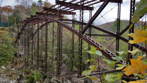 Close-up of autumn leaves