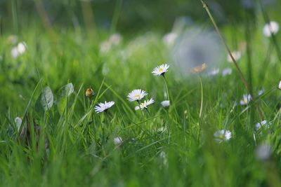 Close-up of fresh flowers blooming in field