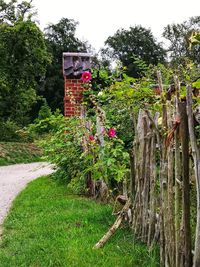 Flowering plants by fence against trees