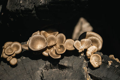 Close-up of mushrooms on wood against black background