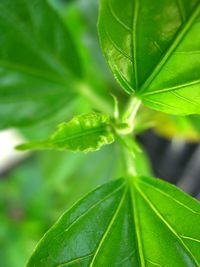 Close-up of fresh green leaves