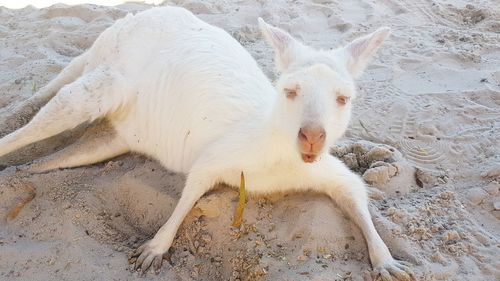 High angle view of white cat lying on sand