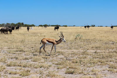 Antelopes on landscape against clear sky