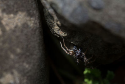 Close-up of lizard