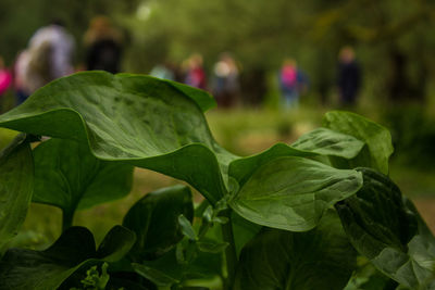 Close-up of green leaves