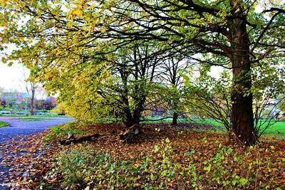 Trees on landscape during autumn