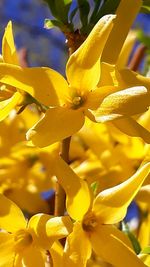 Close-up of yellow flowering plant