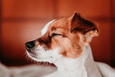 Close-up of eyes closed dog at home