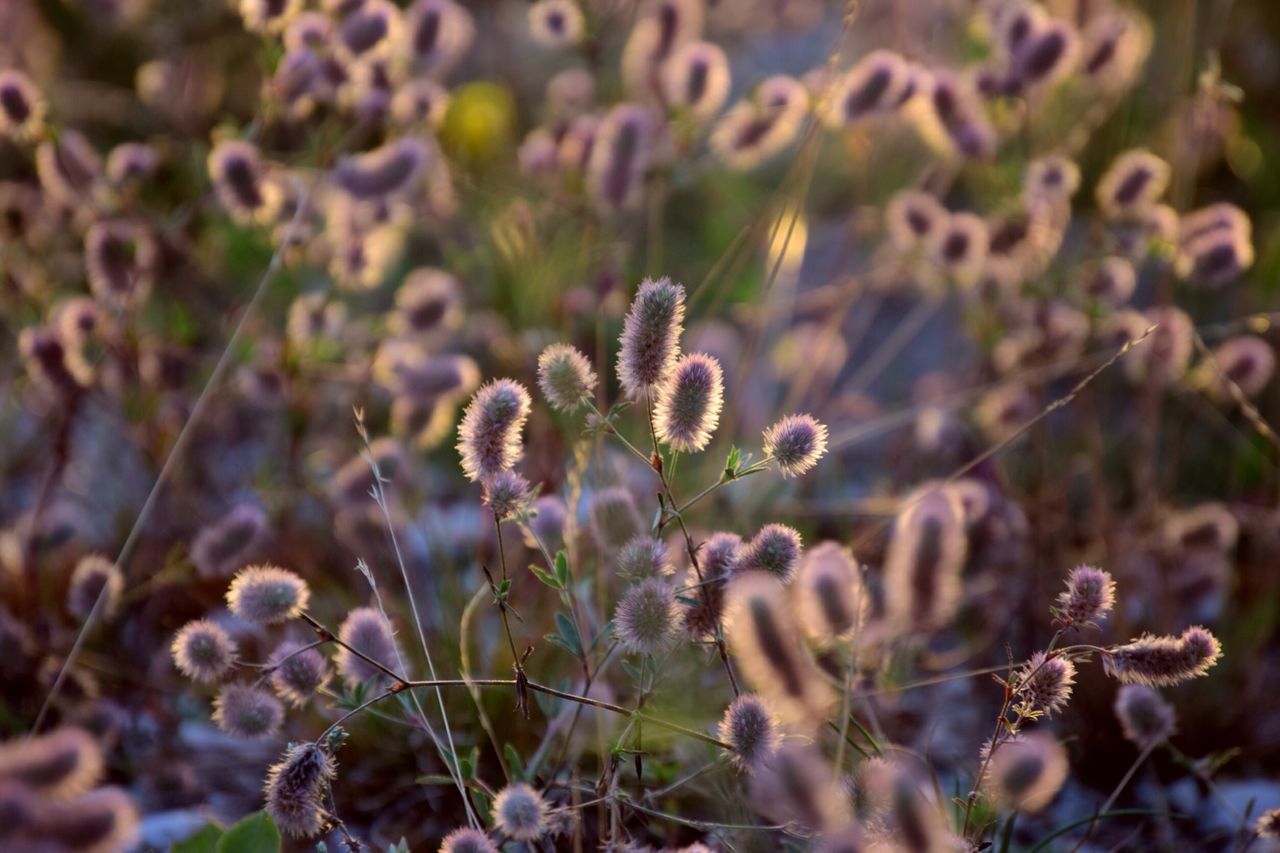 nature, flower, plant, growth, fragility, no people, day, outdoors, beauty in nature, tranquility, close-up, thistle, freshness, flower head