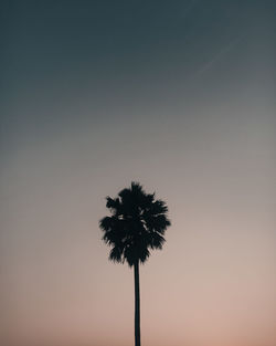 Low angle view of silhouette coconut palm tree against sky