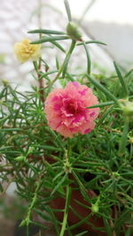 Close-up of pink flowers blooming outdoors