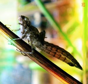 Close-up of insect on white background