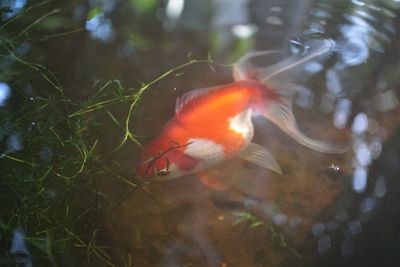 Fish swimming in sea