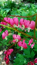 Close-up of pink flowers