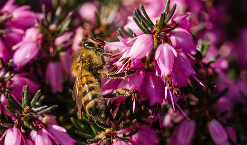 Close-up of bee pollinating purple flower