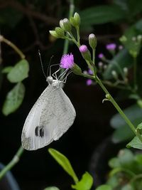 Close-up of butterfly on plant