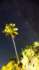 Close-up of yellow flowers against star field