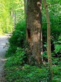 Trees in forest