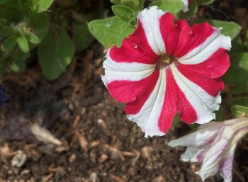 Close-up of red hibiscus blooming outdoors