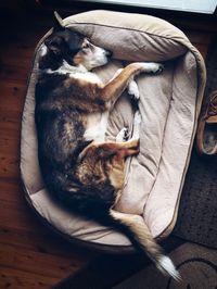 High angle view of dog sleeping on bed