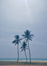Three palm trees on beach against sky. sun in shining. ocean in the background