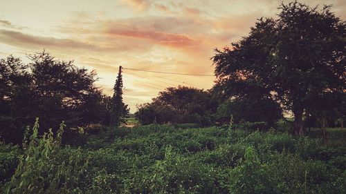 Trees on landscape against sky during sunset