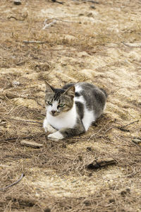 High angle view of cat sitting outdoors