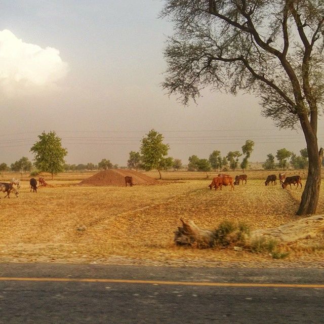 tree, landscape, sky, tranquility, field, tranquil scene, nature, rural scene, scenics, dirt road, desert, beauty in nature, road, growth, outdoors, day, animal themes, agriculture, bare tree, no people