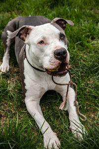 Portrait of dog on field