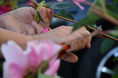 Close-up of cropped hand holding plant