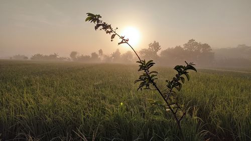 Plants growing on field against sky during sunset