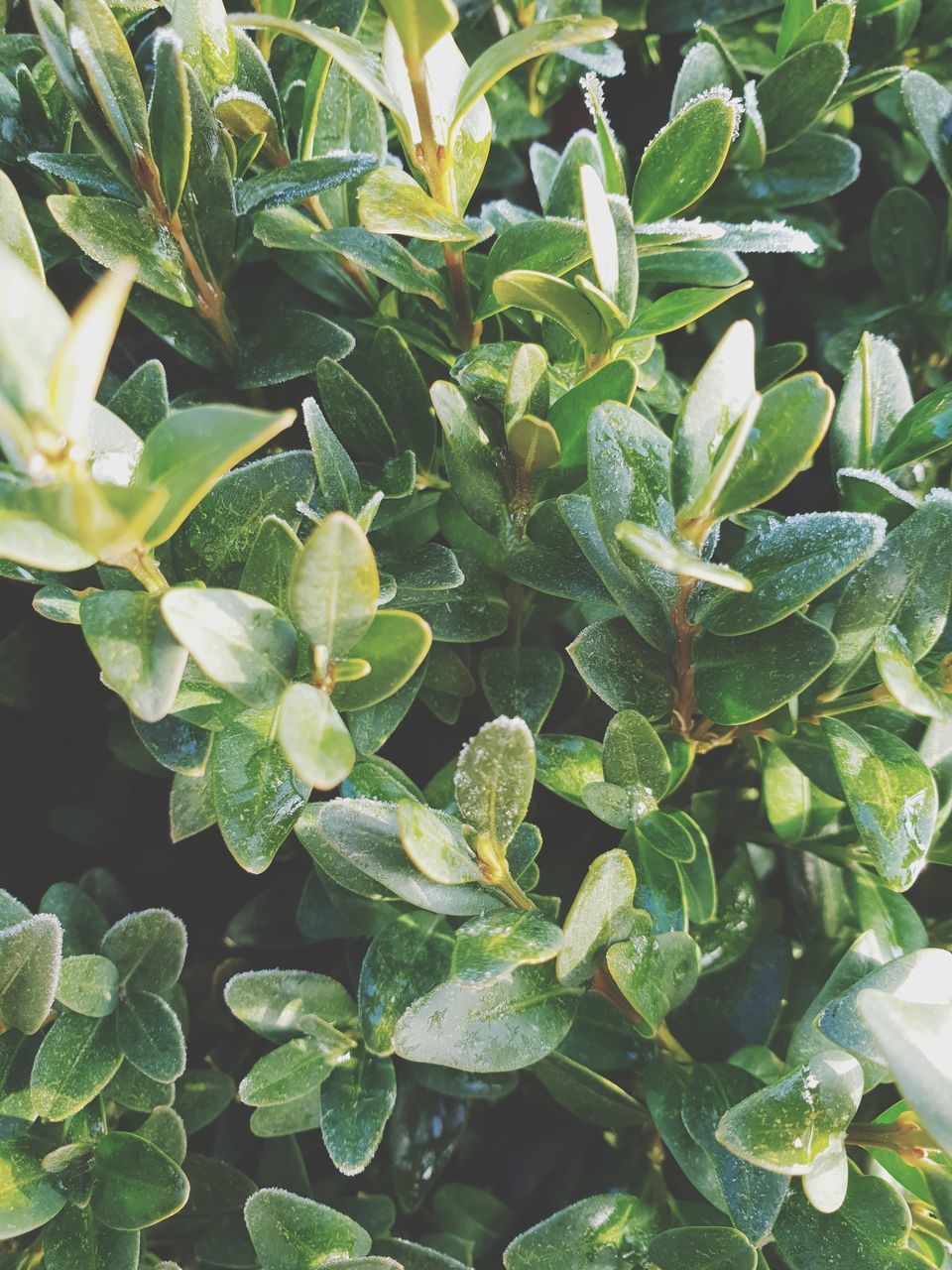 FULL FRAME SHOT OF FRESH GREEN PLANTS IN FIELD