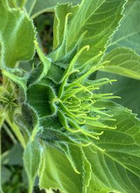 Close-up of fresh green plant
