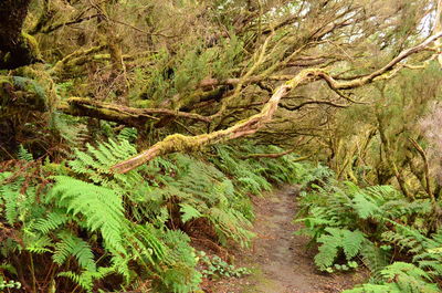 Full frame shot of trees in forest