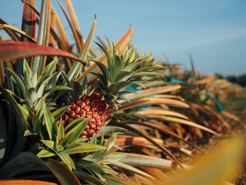 Close-up of fruit growing on plant