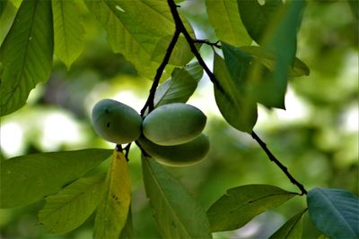 Close-up of fruits growing on tree