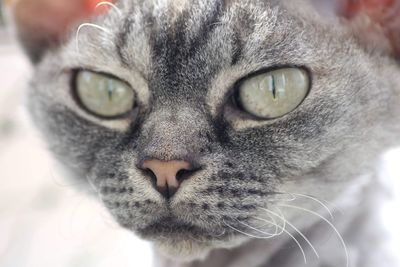 Close-up portrait of devon rex cat