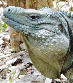 Close-up of lizard on field