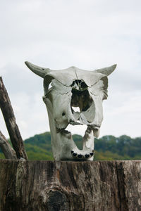 Close-up of animal skull on wooden post