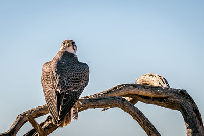 Low angle view of owl perching on tree against clear sky