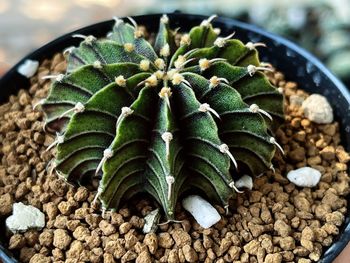 High angle view of succulent plant