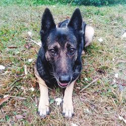 High angle portrait of a dog on field