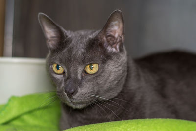 Close-up portrait of cat at home