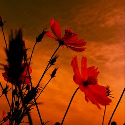 Close-up of pink flowering plants against orange sky