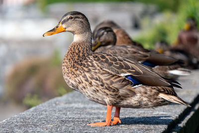 Close-up of a duck