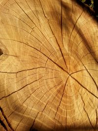 Full frame shot of tree stump