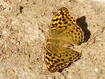 High angle view of butterfly on a field