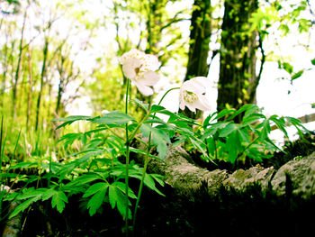 Close-up of flowers on tree