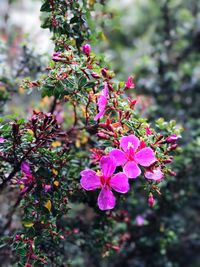 Close-up of pink bougainvillea blooming outdoors