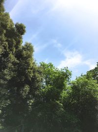 Low angle view of trees against sky